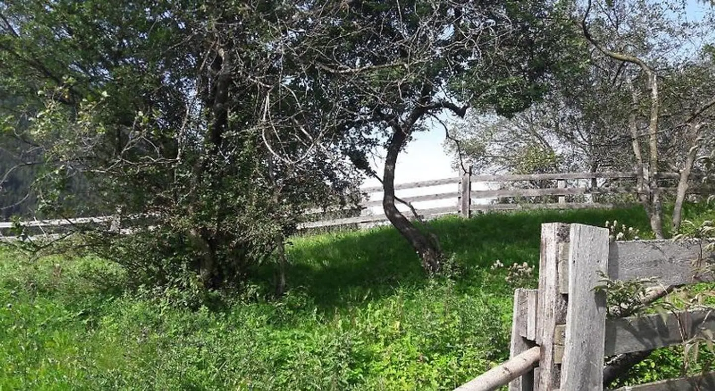 Hotel Schwarzer Adler Garten