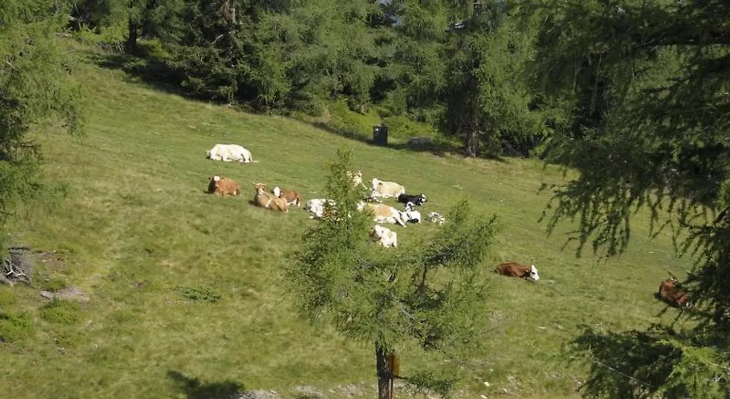 Chaletdorf-Fanningberg Tiere