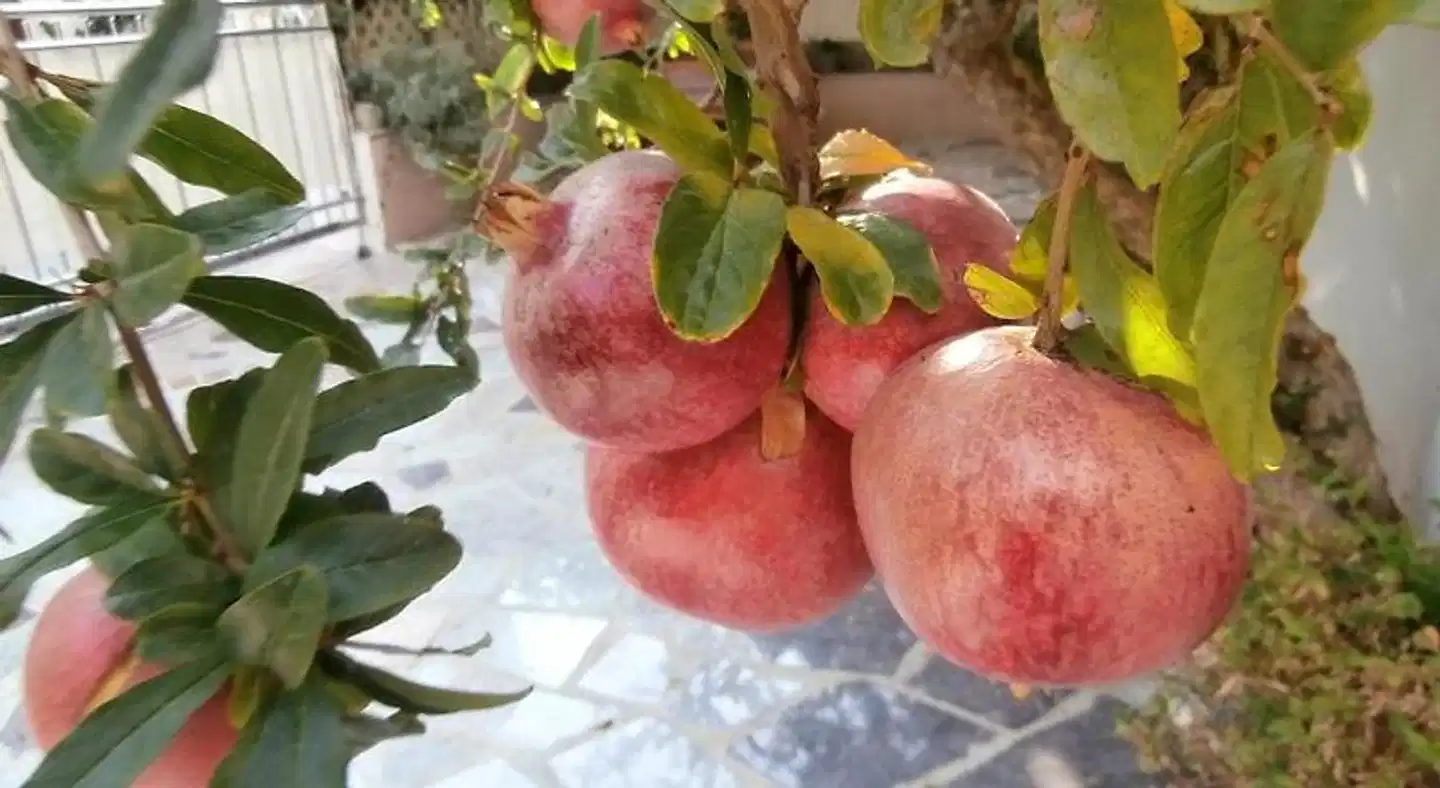 Apartments Cordis Tiere