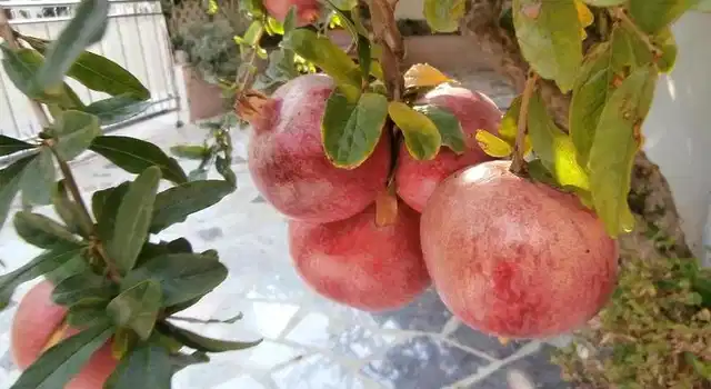 Apartments Cordis Tiere