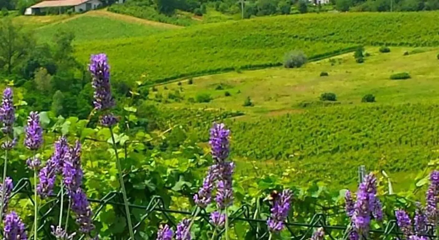 B&B Cucutì Garten
