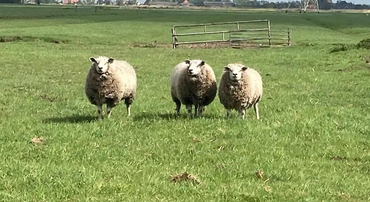 B&B Zunderdorp Tiere