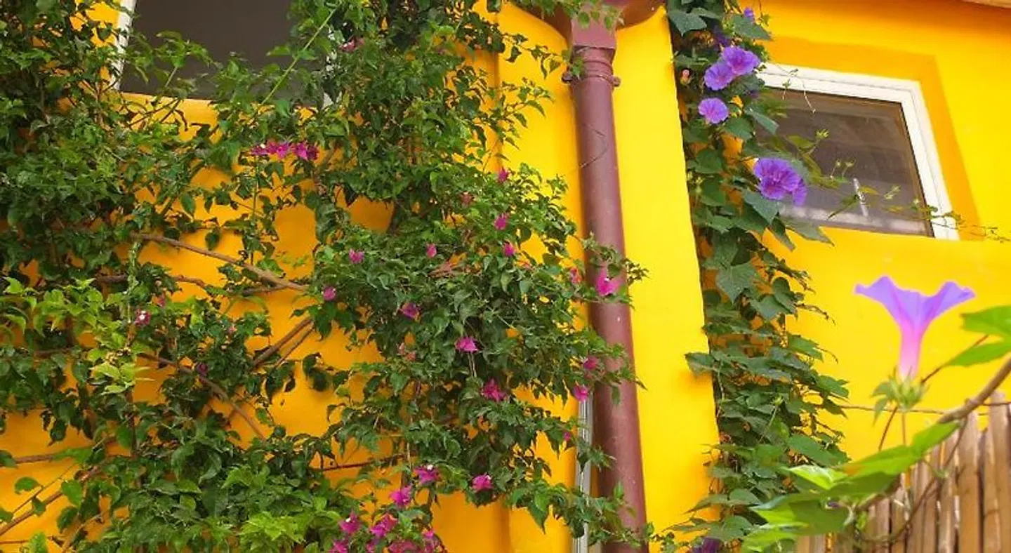 La maison jaune Garten