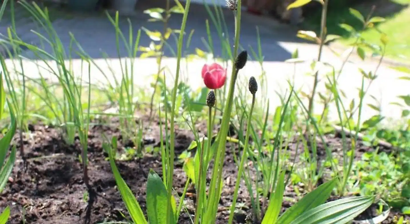 Am Rothenberg Garten