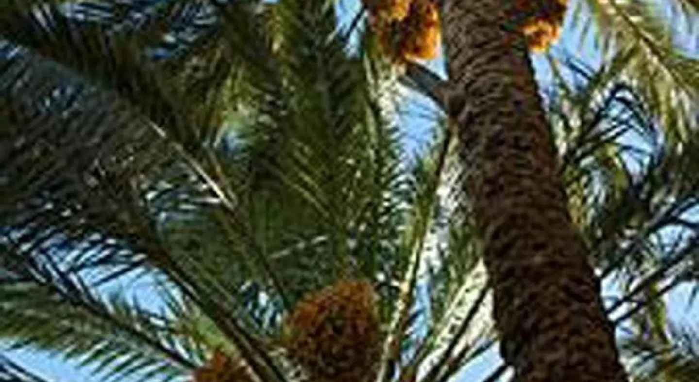 Palmeraie Guest House OUTDOOR_POOL