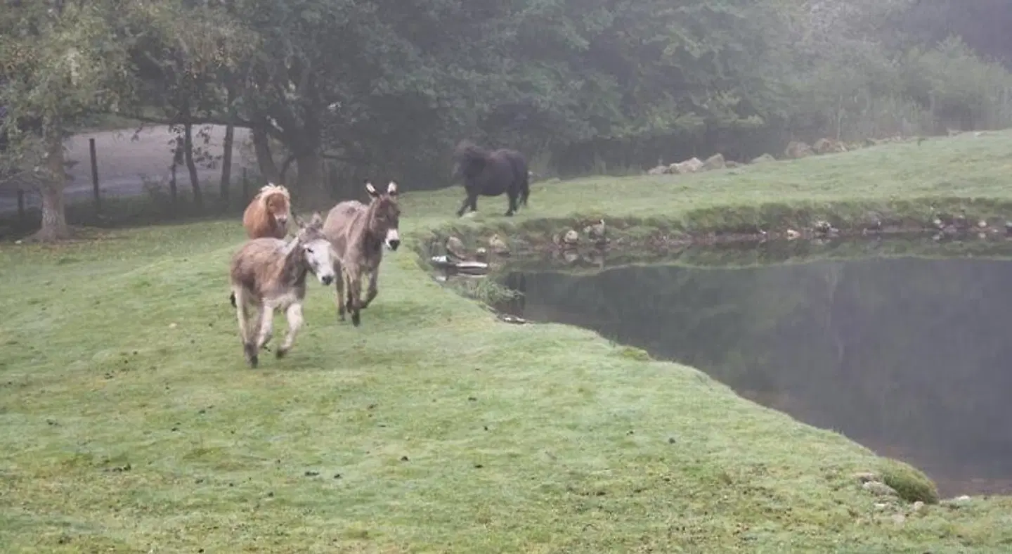 Ardgarry Farm Tiere