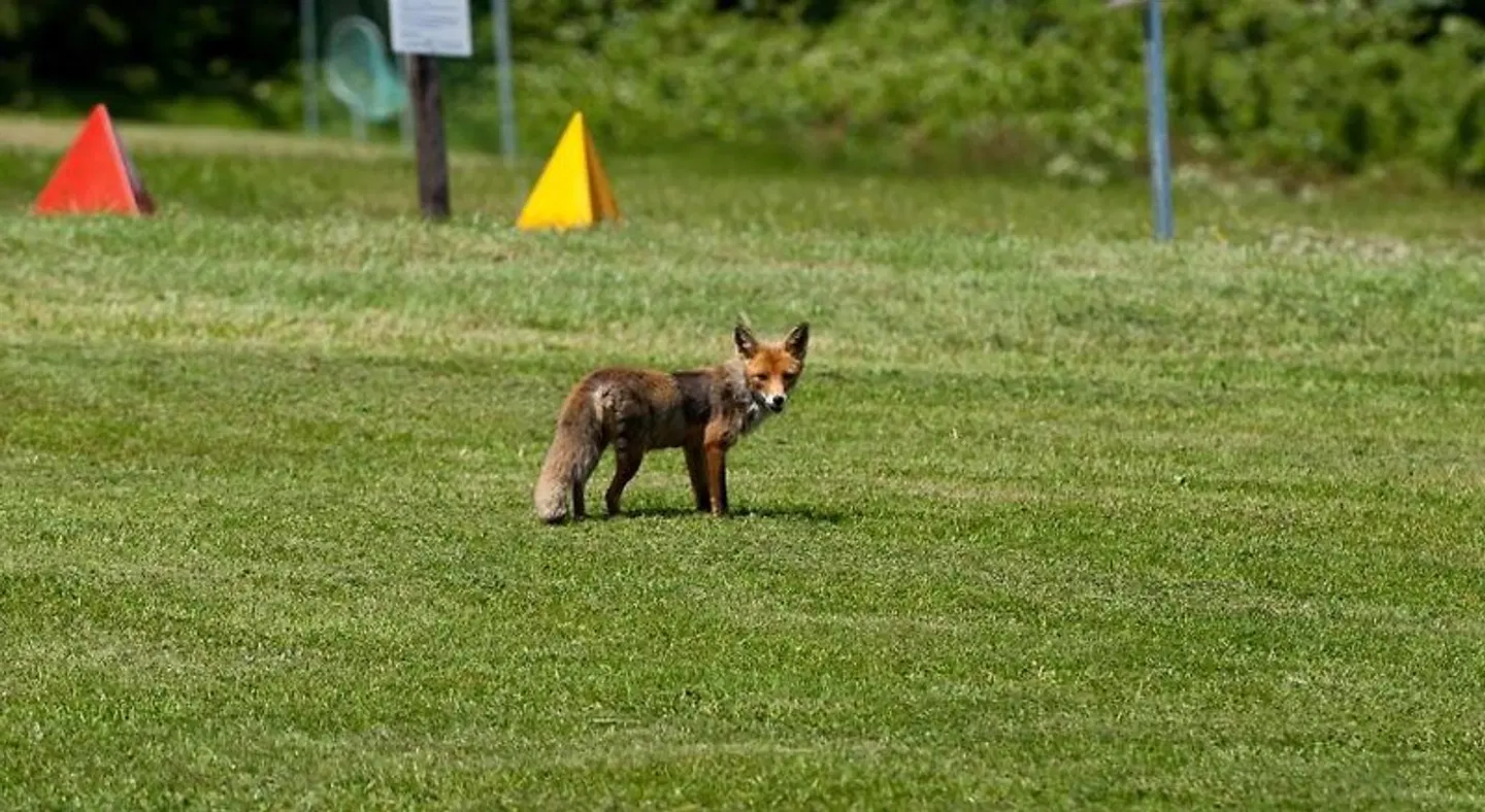 Festenburg Tiere