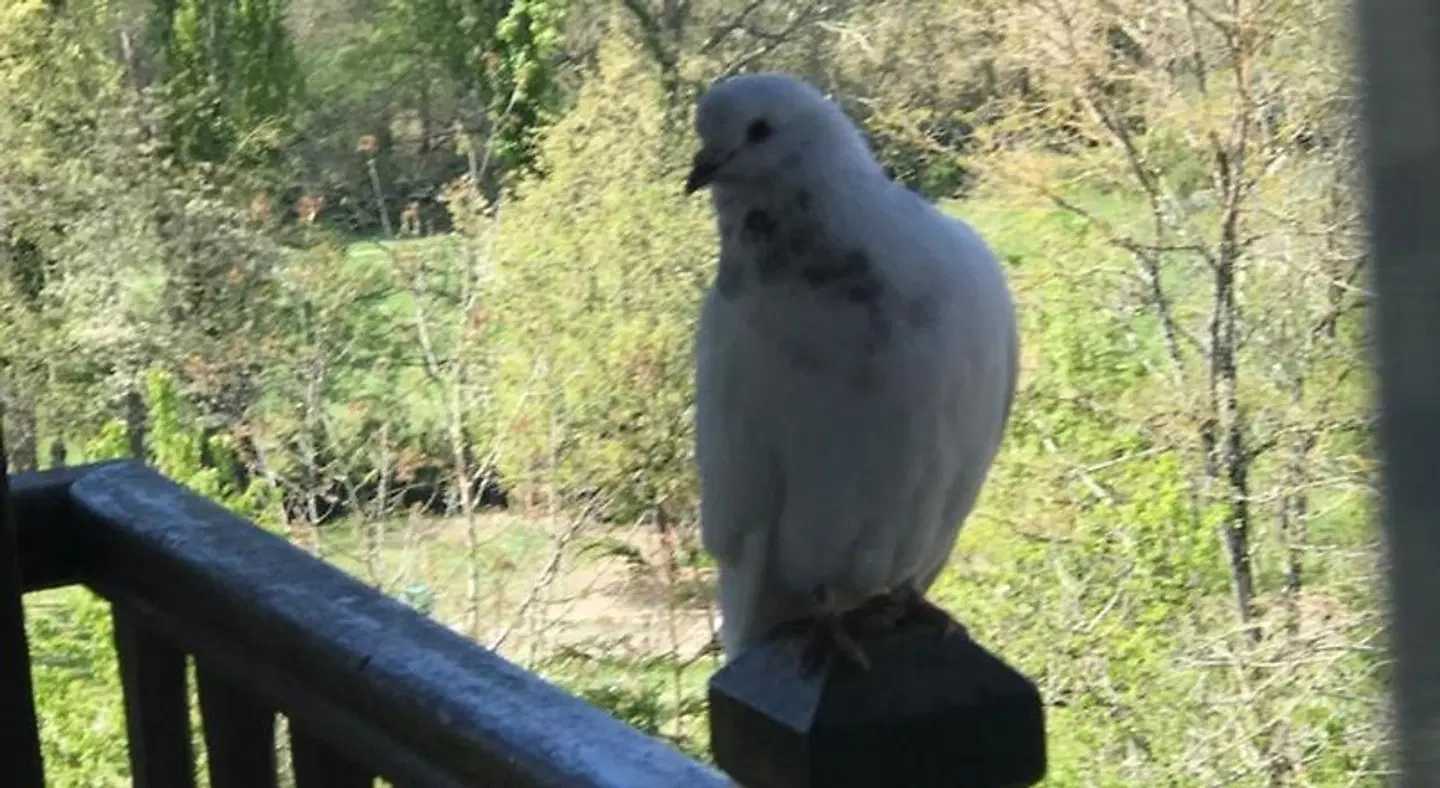 Le Peyrail Tiere