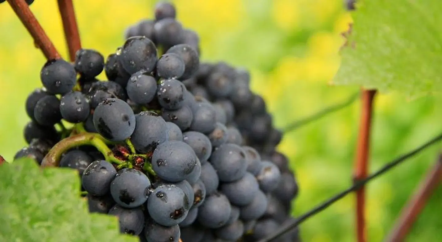 Hotel Eckschänke Tiere