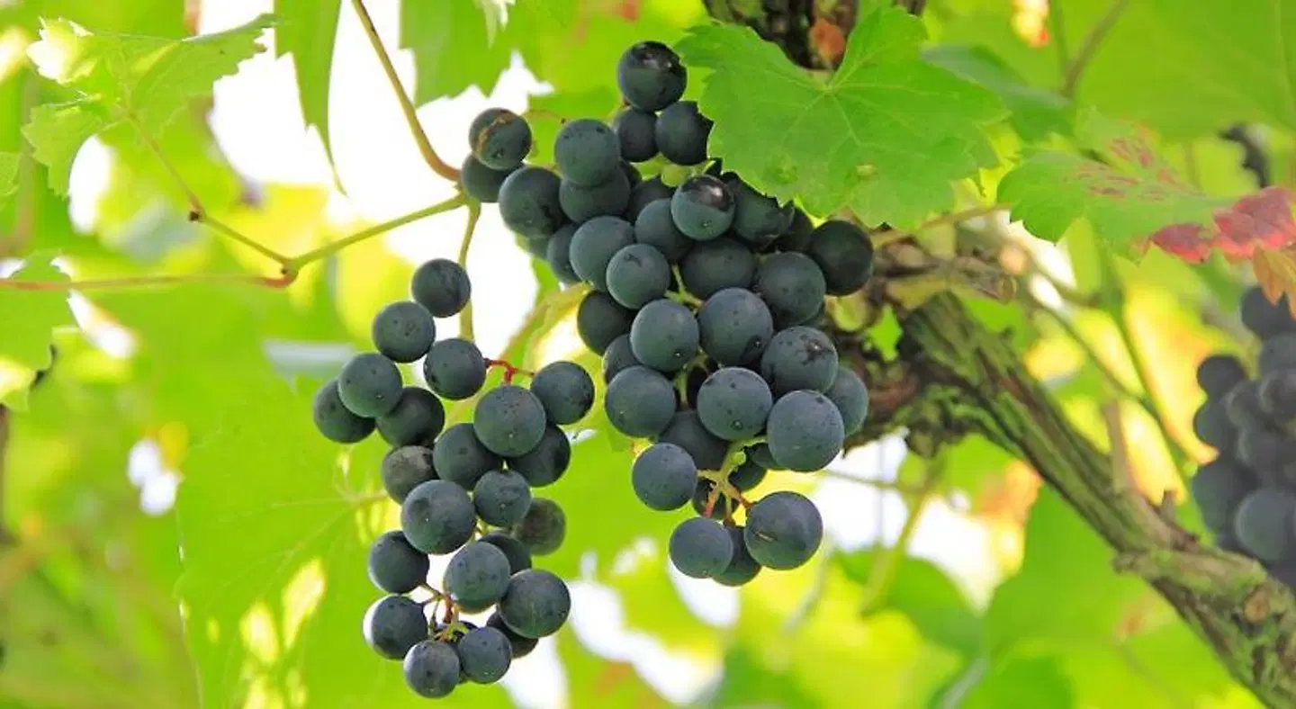 Hotel Eckschänke Tiere