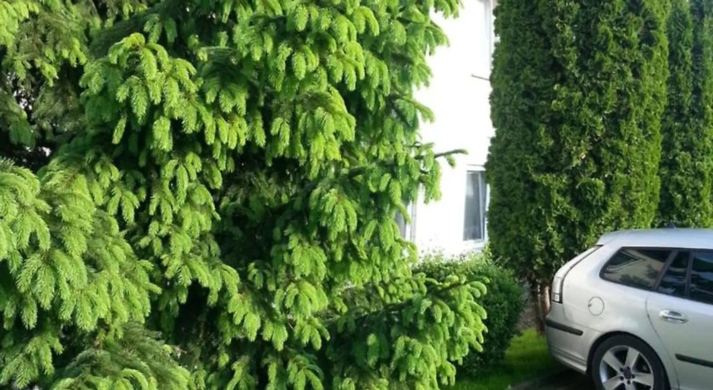 Panorama Garten