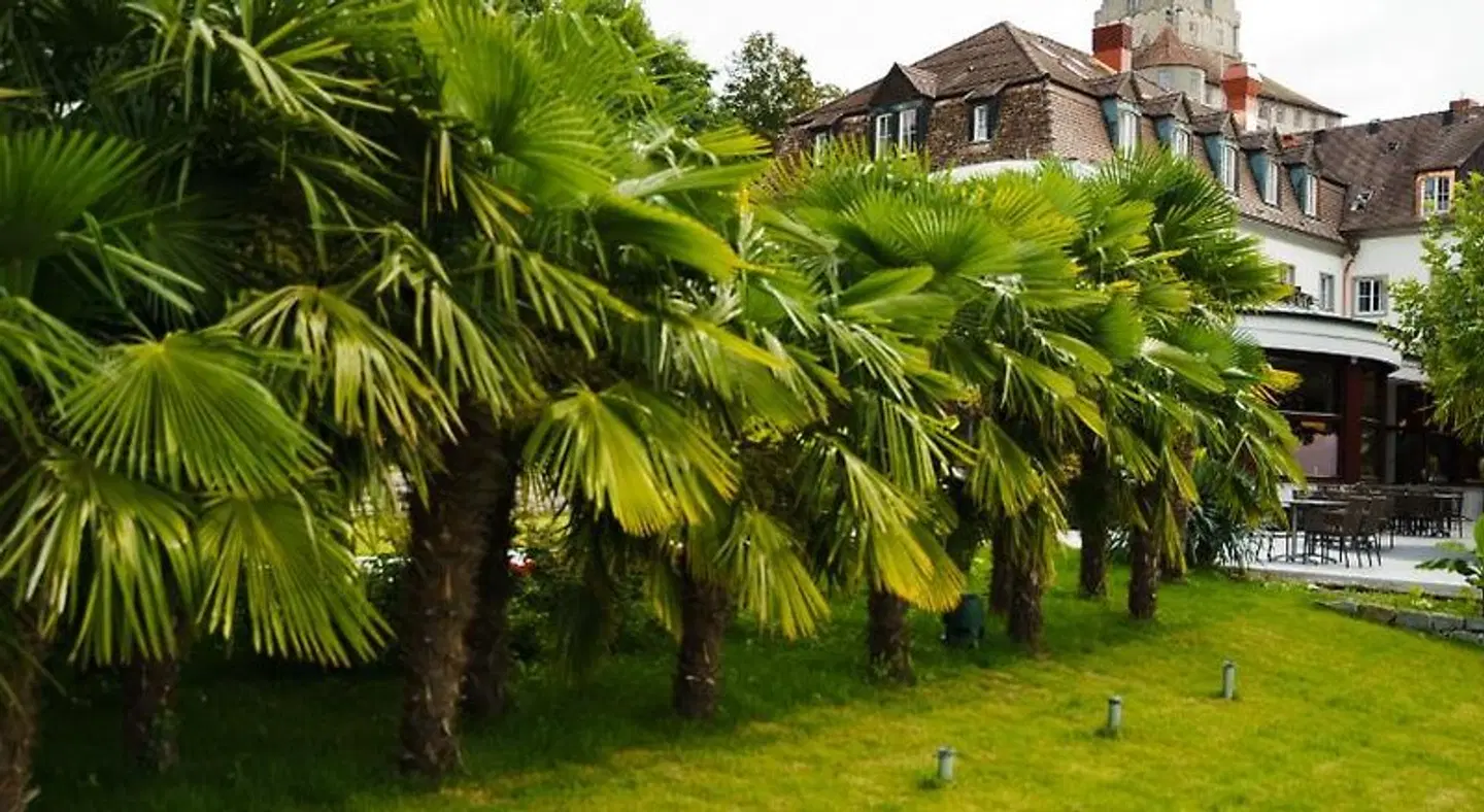 Hotel Wilder Mann Garten