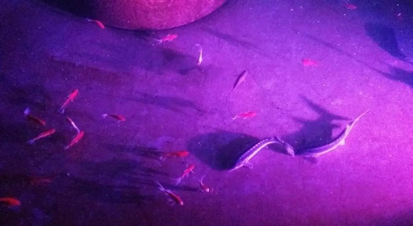 Pension am Park Tiere