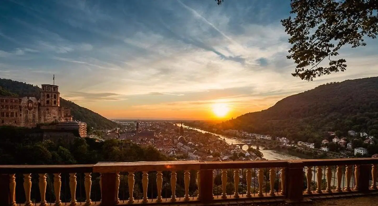 Goldene Rose LANDSCAPE