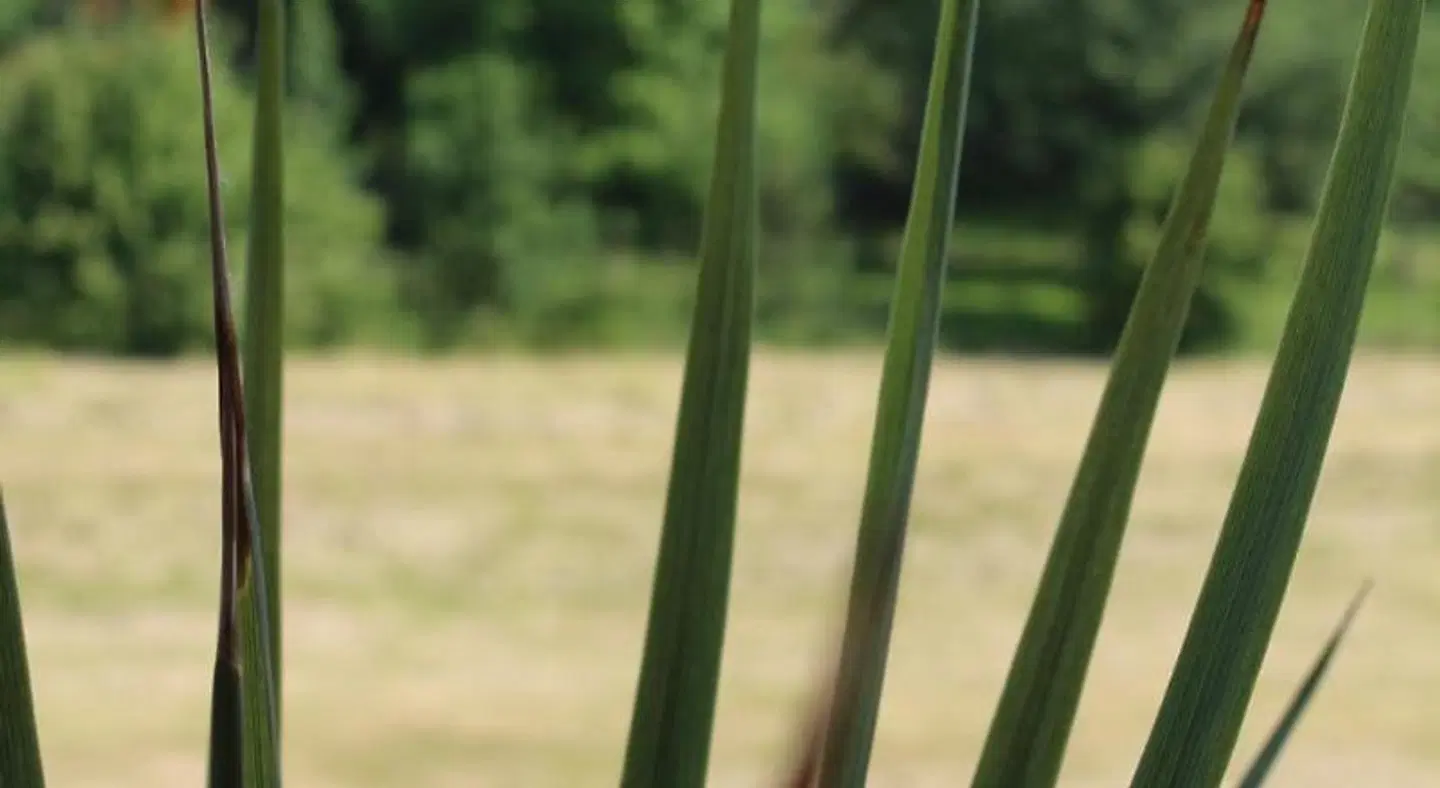 Landgasthof Ritter Tiere