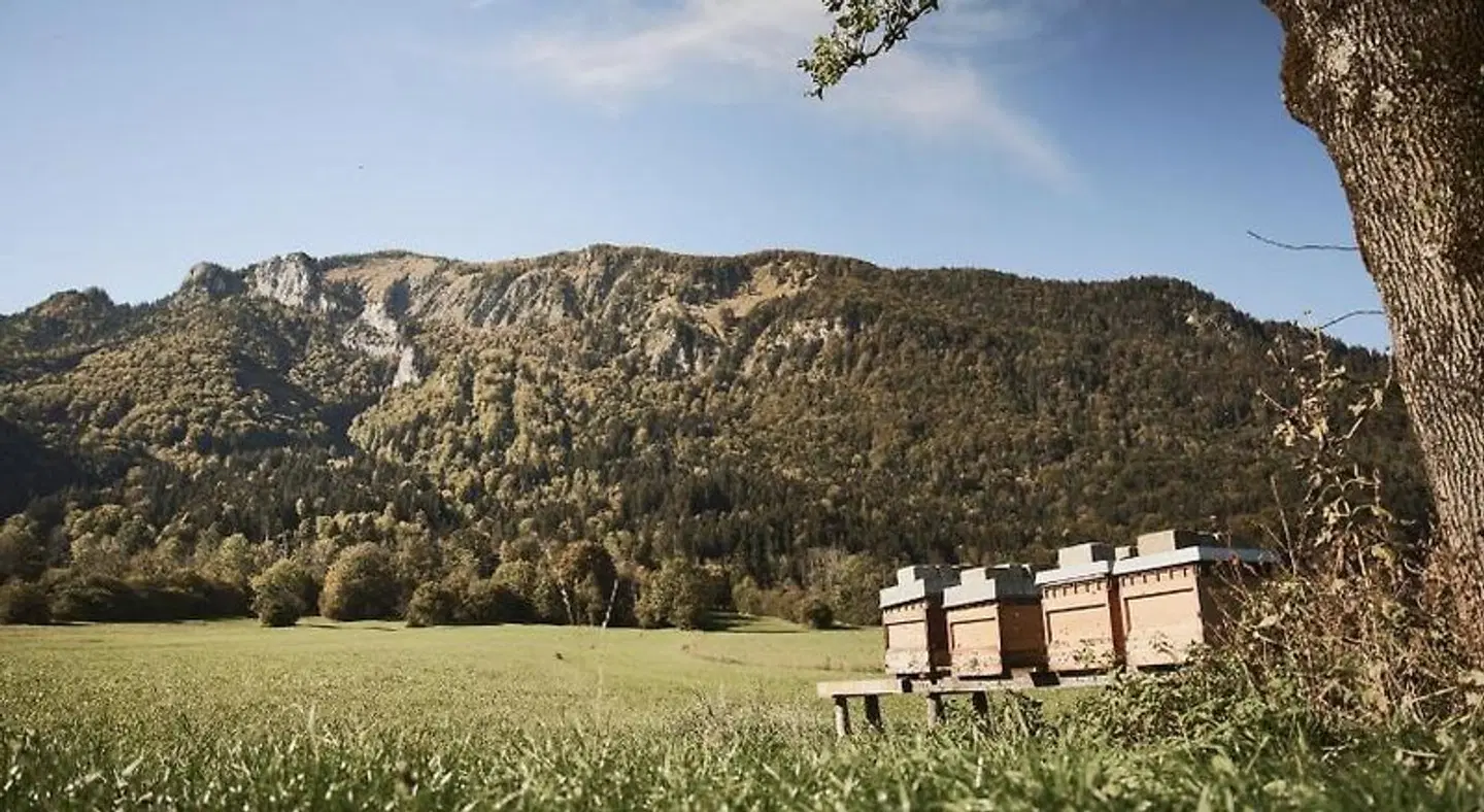 Rait'ner Wirt LANDSCAPE