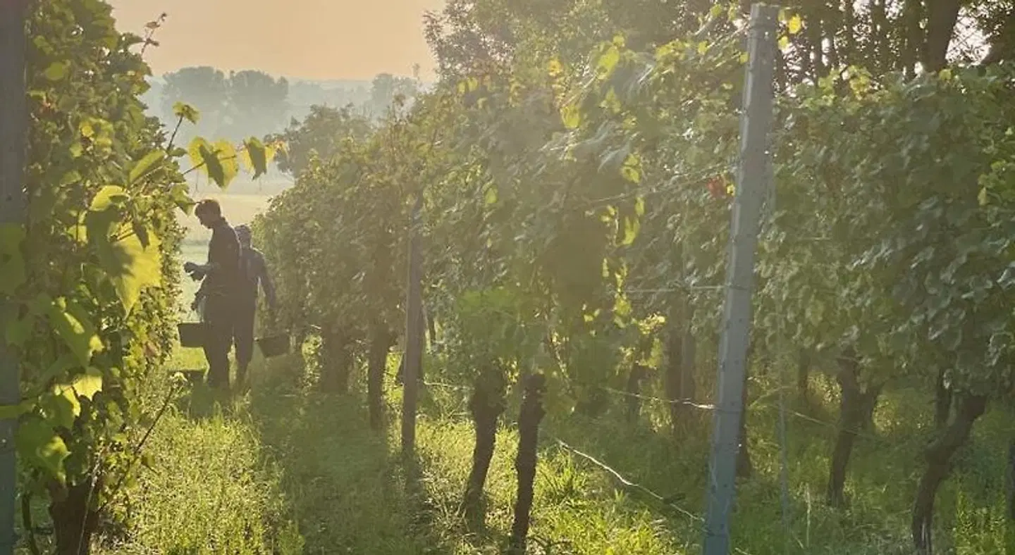Vinotel Augustin LANDSCAPE