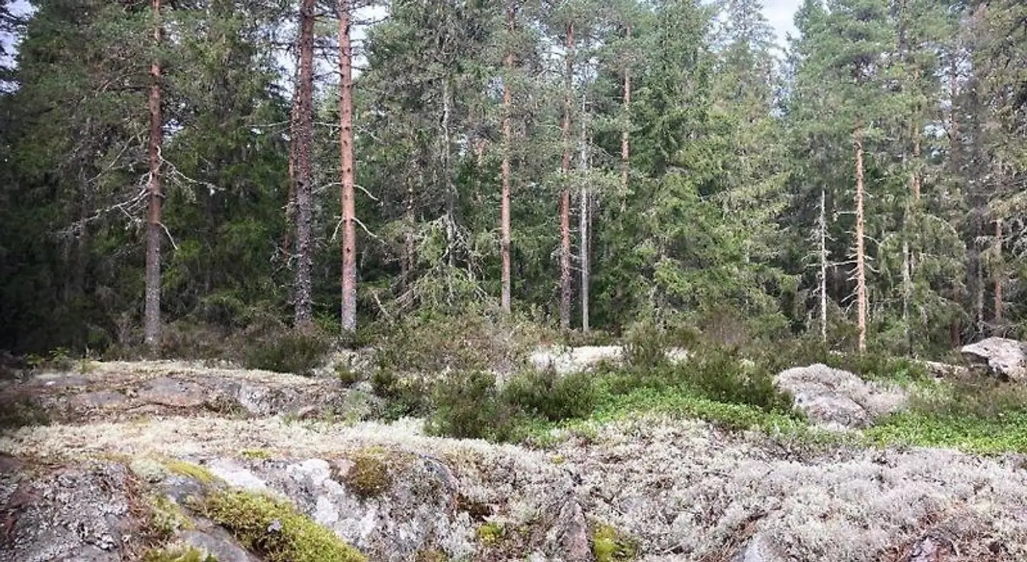 Vita Krala Garten