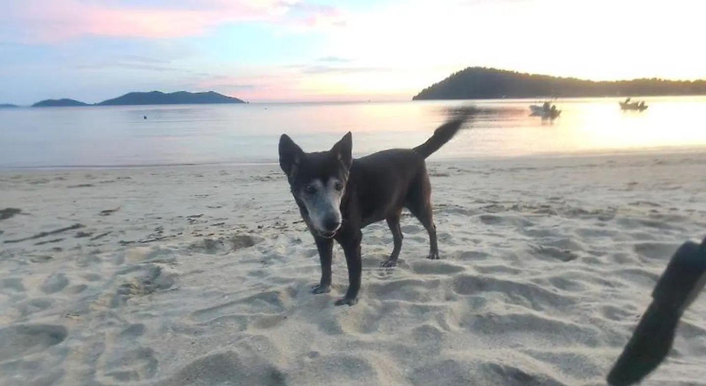 Yuyu Golden Beach Tiere