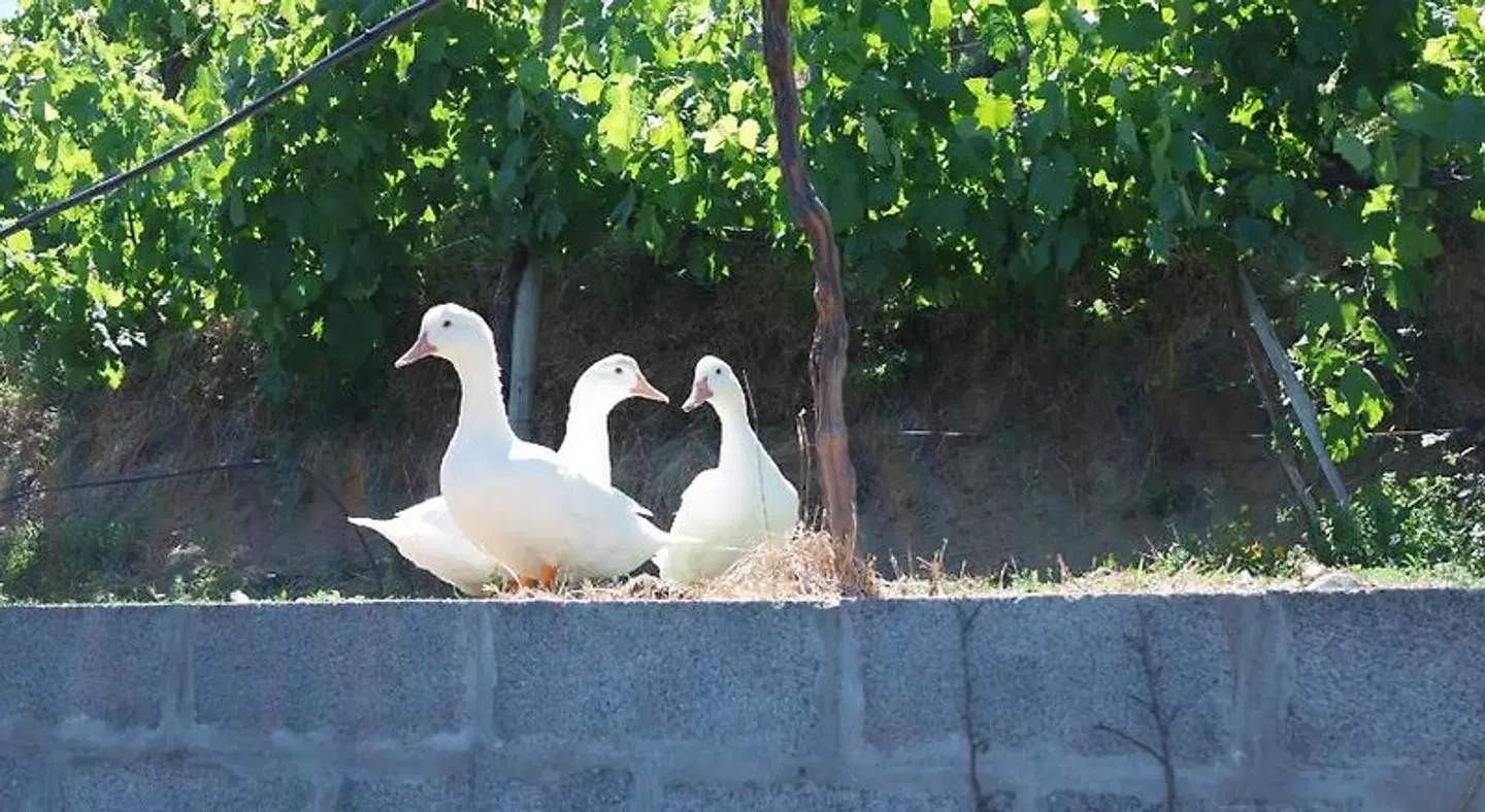 Quinta do Alto Tiere