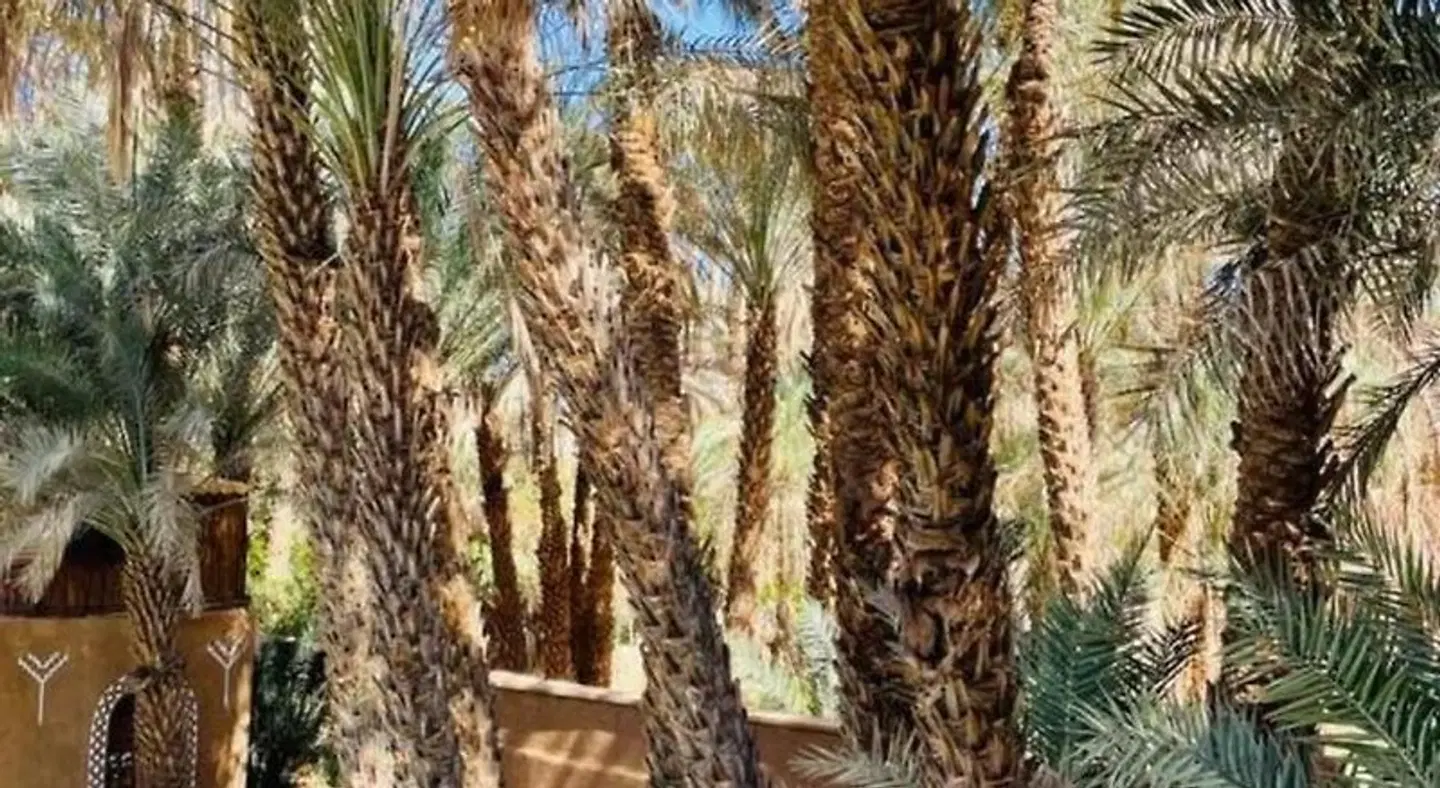 Riad Soleil du Monde LANDSCAPE