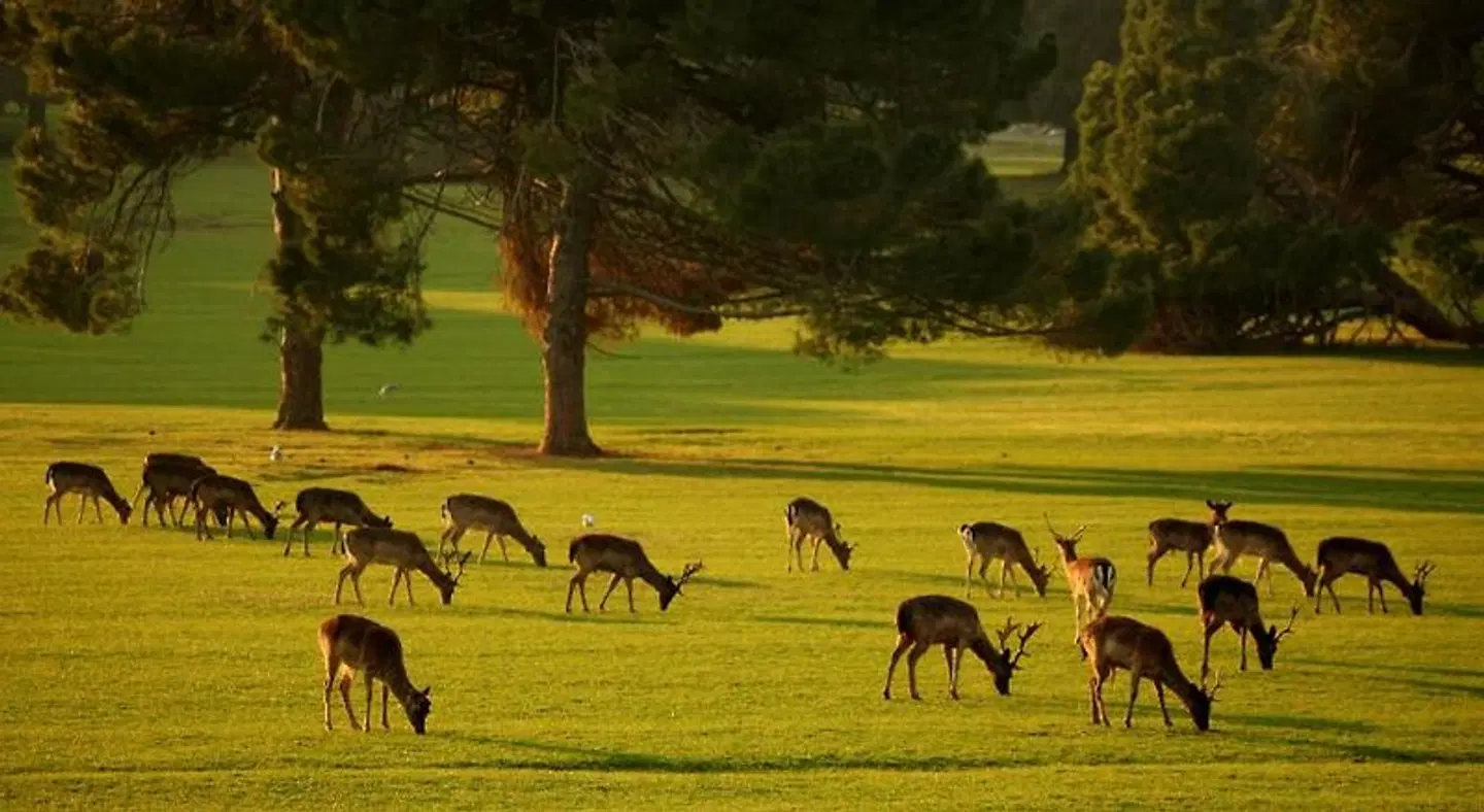 Brijuni Hotel Istra Tiere