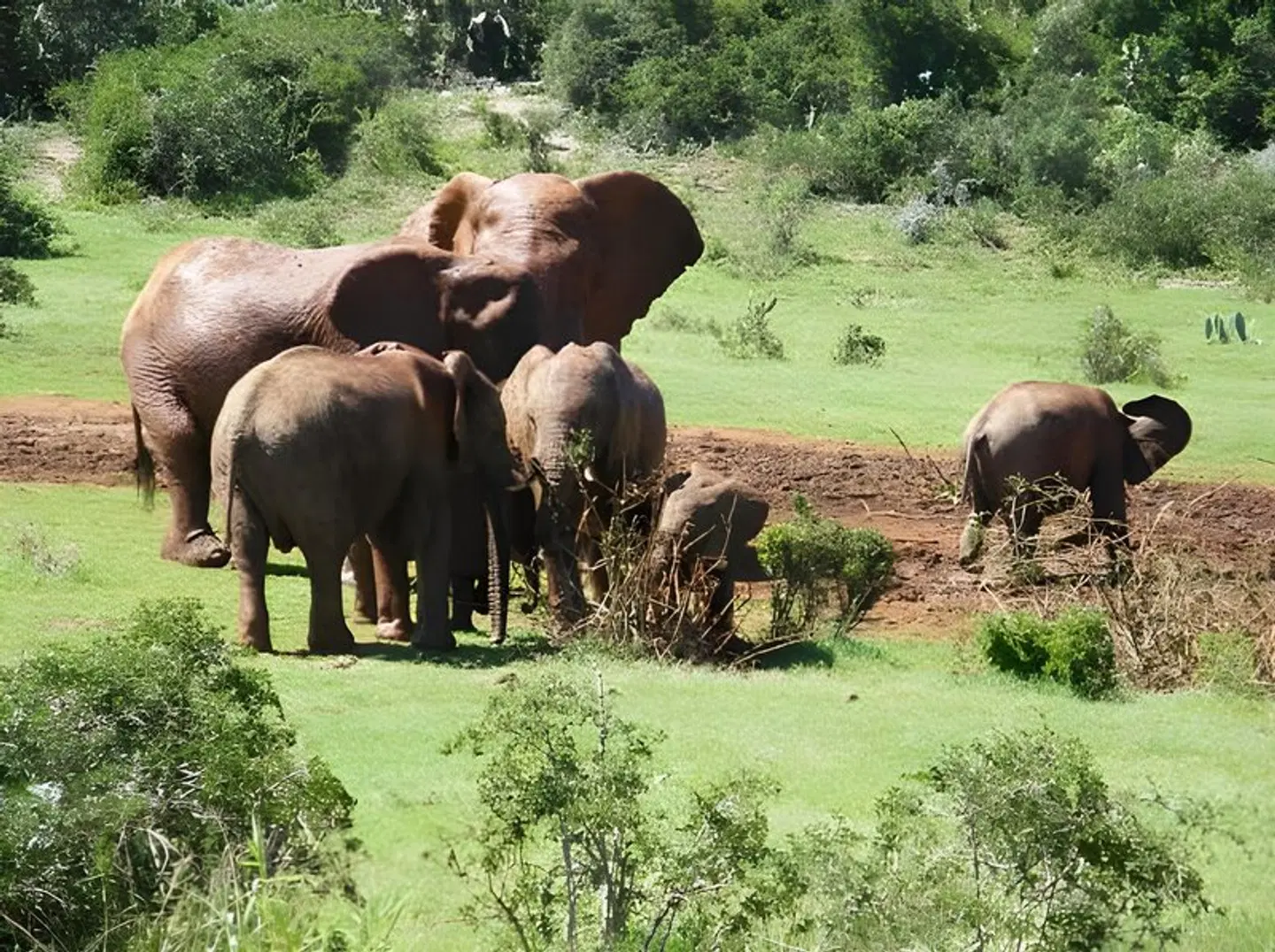 Kudu Ridge Game Lodge Tiere