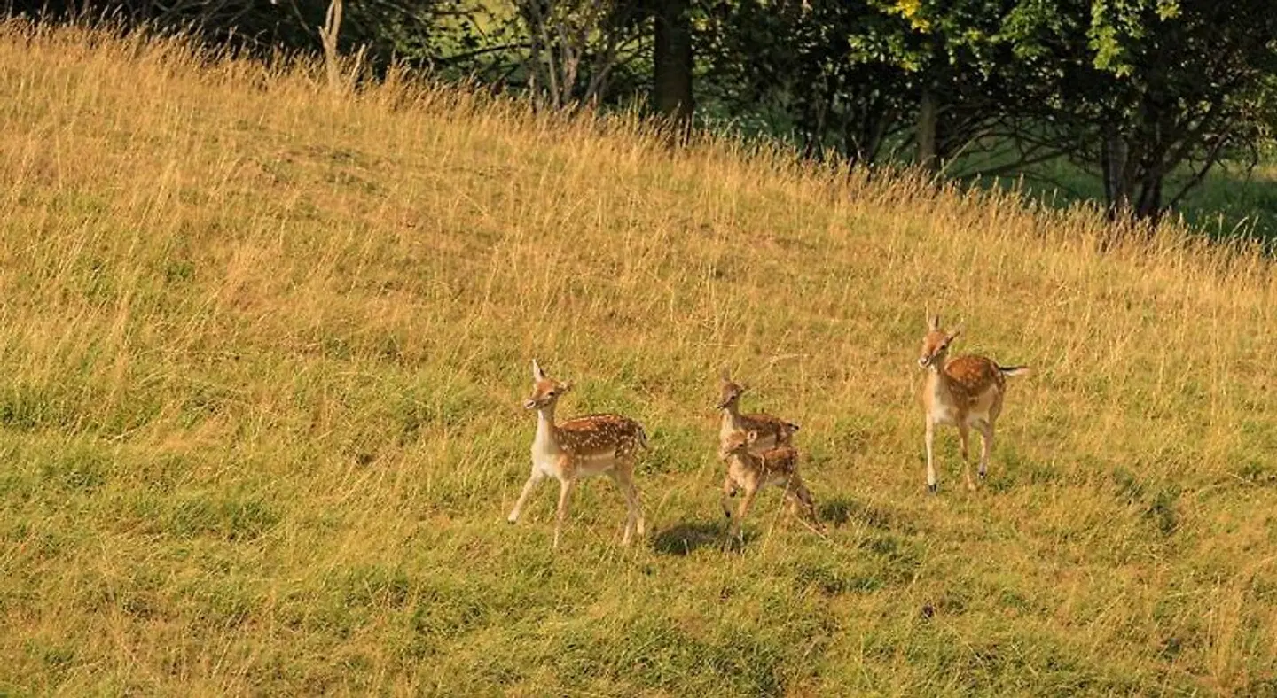 Sonnenhof Tiere