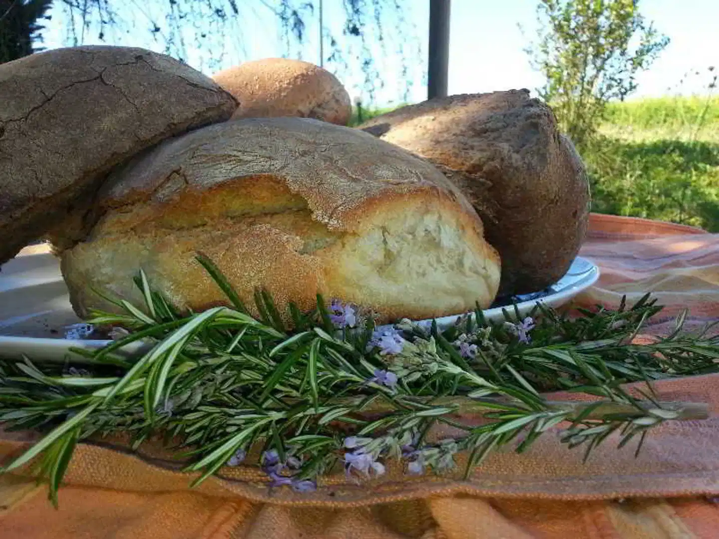 Zest @ xi beach Tiere