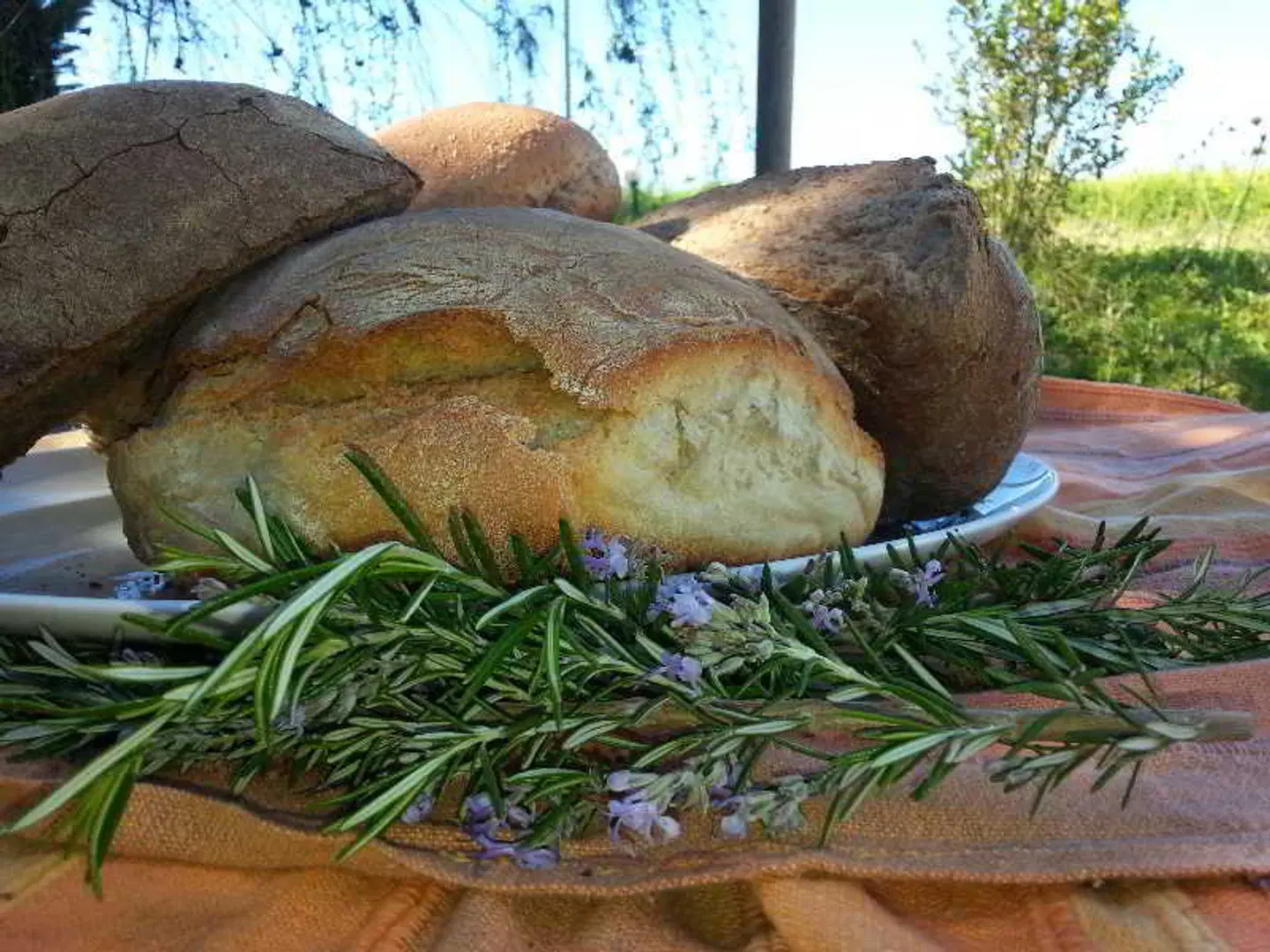 Zest @ xi beach Tiere