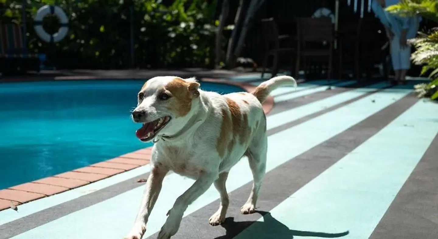 Stay Kerikeri Boutique Apartments and Studios Tiere