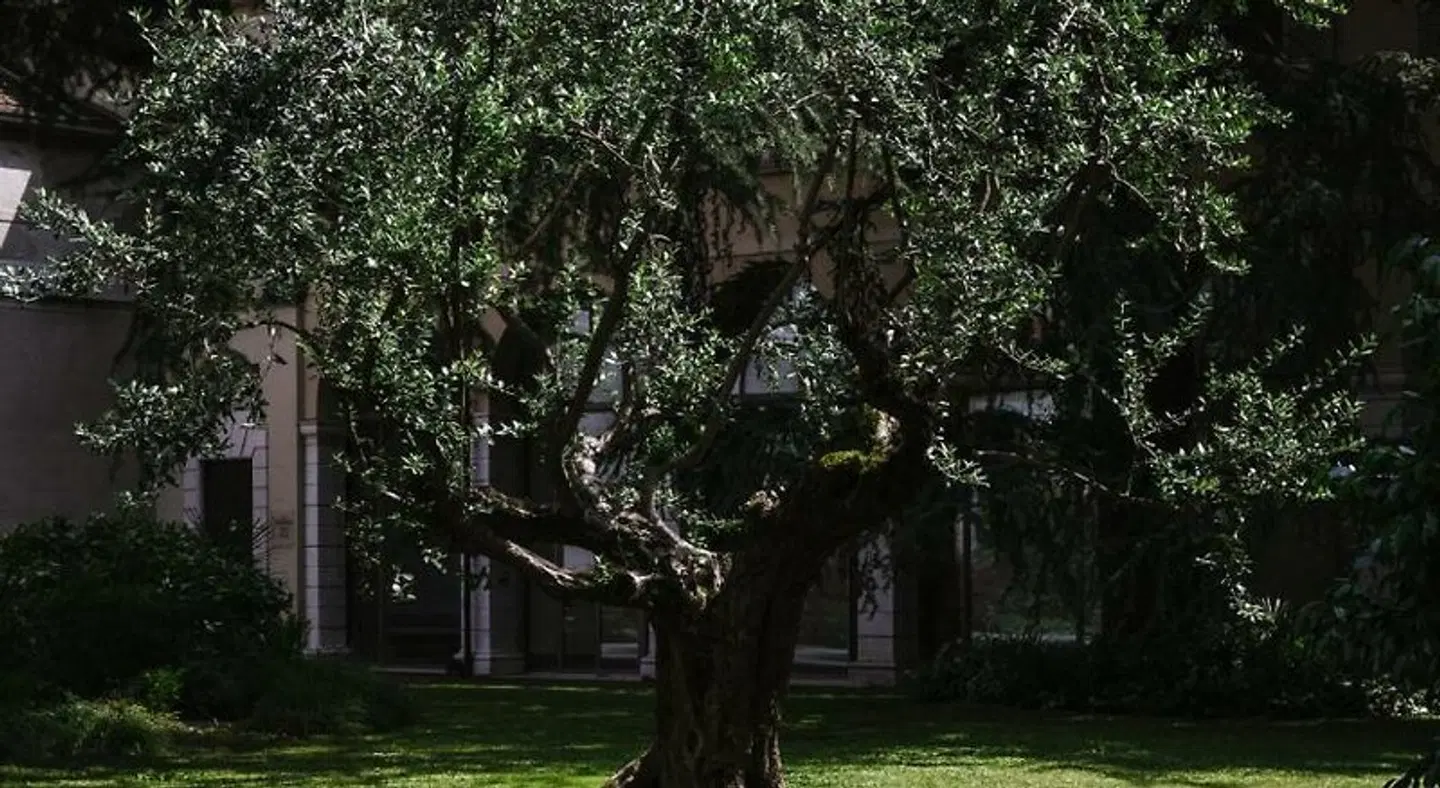 Centro Pastorale Paolo VI Garten