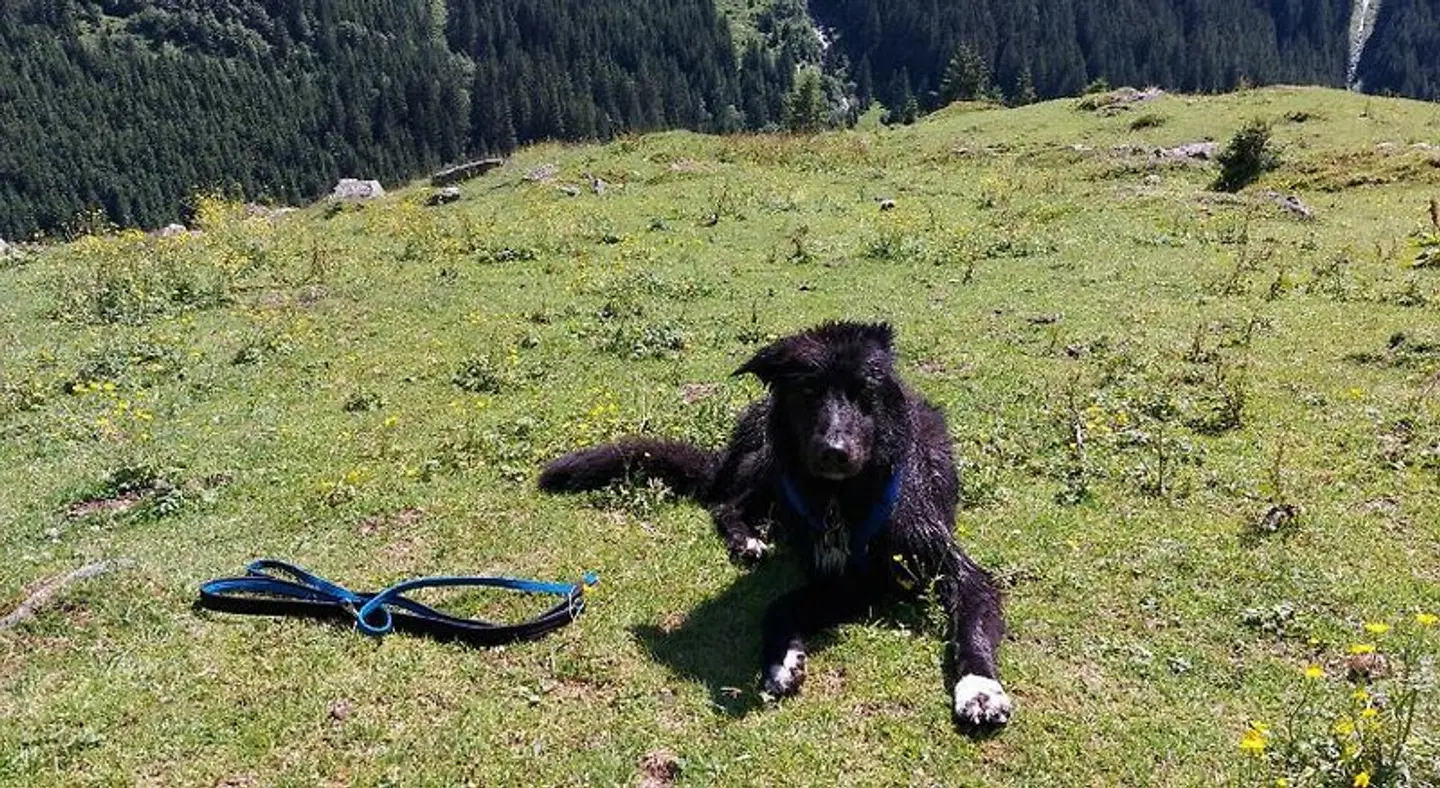 Fasserhof Tiere