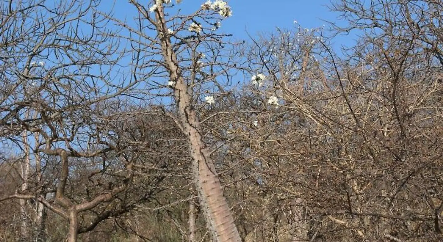 Ijaba Lodge LANDSCAPE