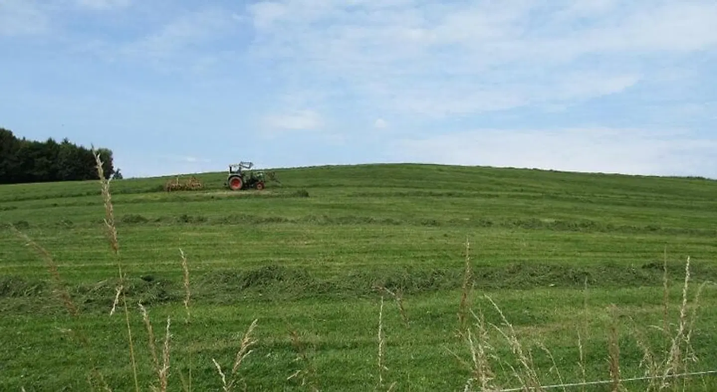 Goldene Traube LANDSCAPE