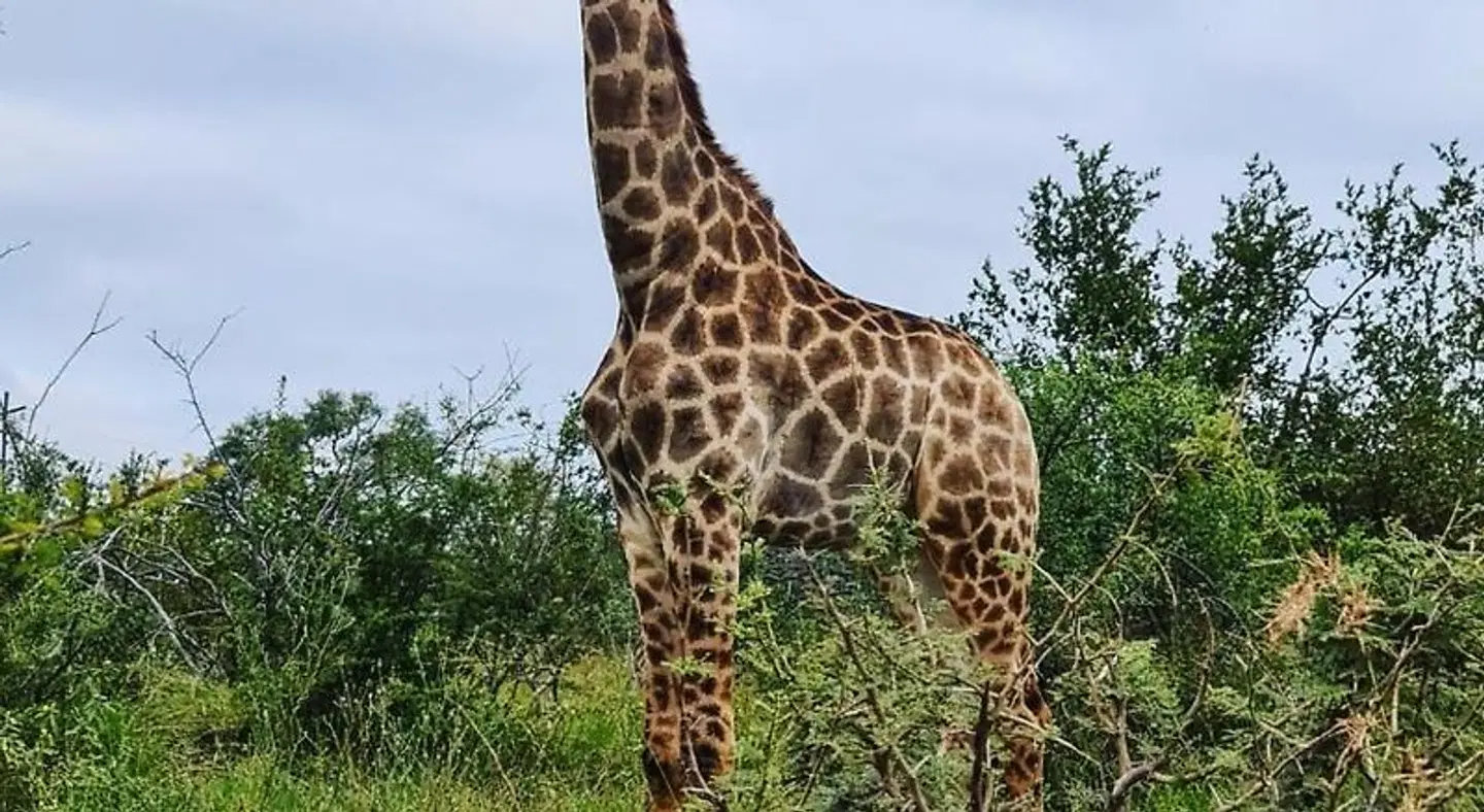 Leopard's Lair Bush Lodge Tiere
