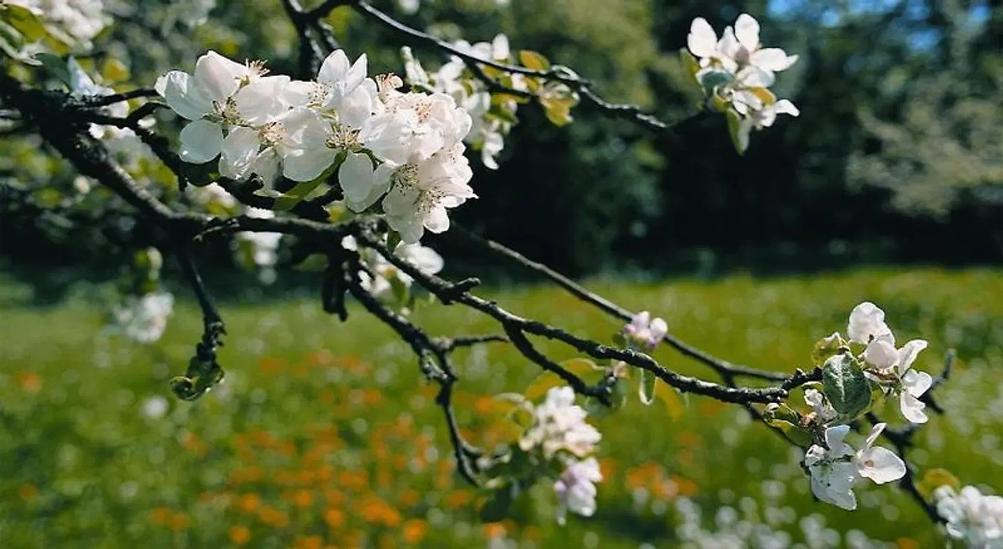 Gardenhotel Premstaller LANDSCAPE