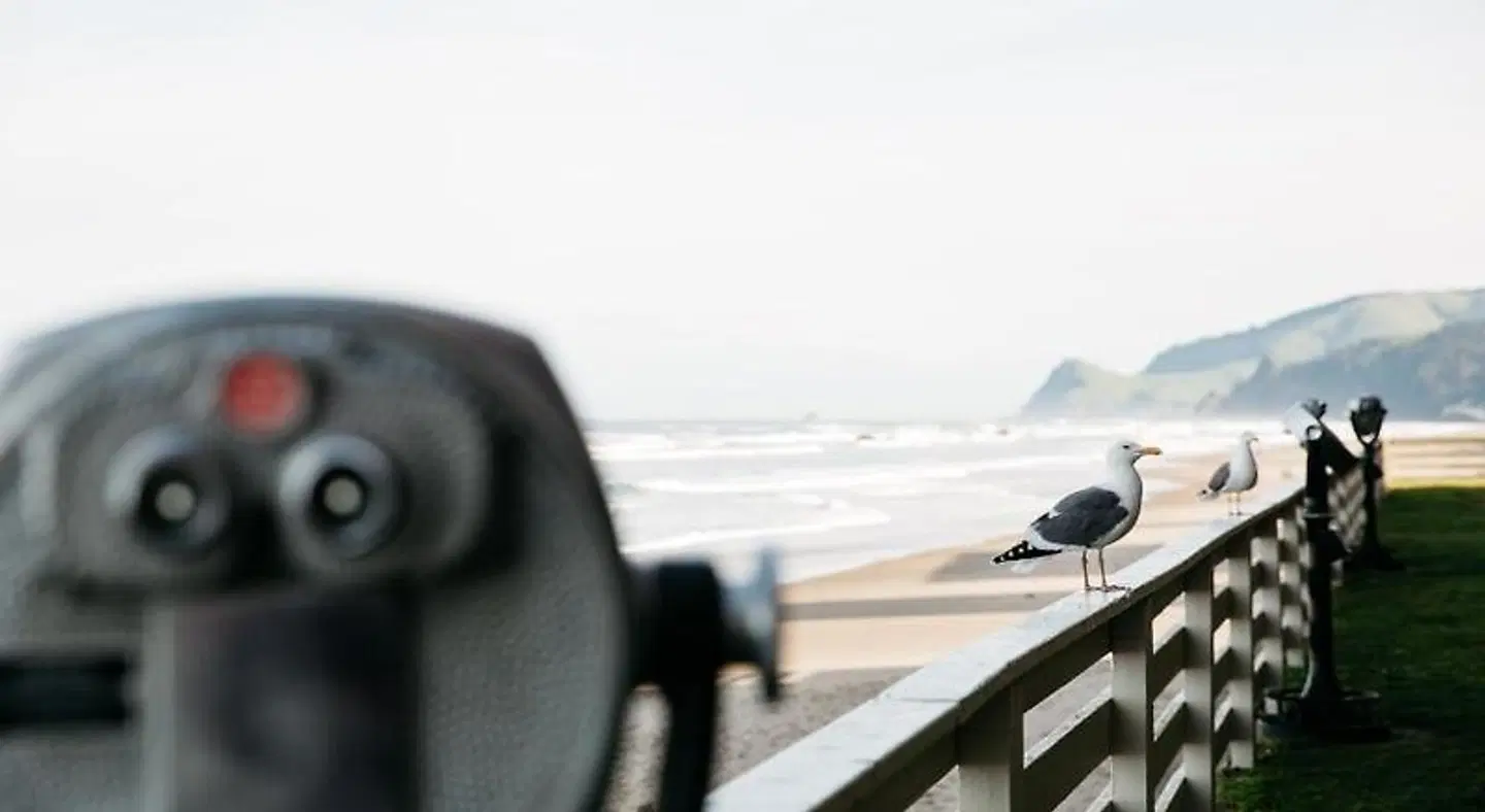 Surftides Lincoln City Tiere