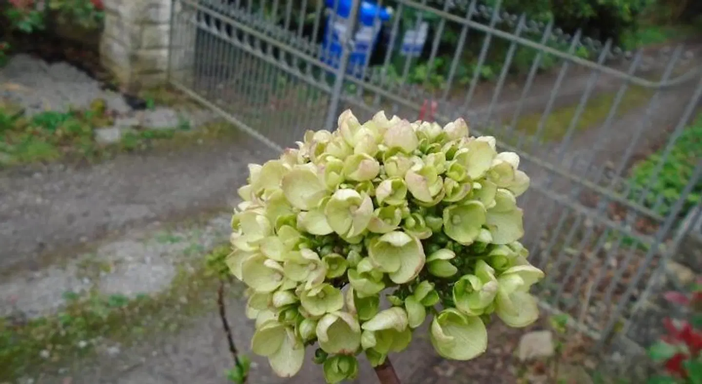 Ballynona House LANDSCAPE