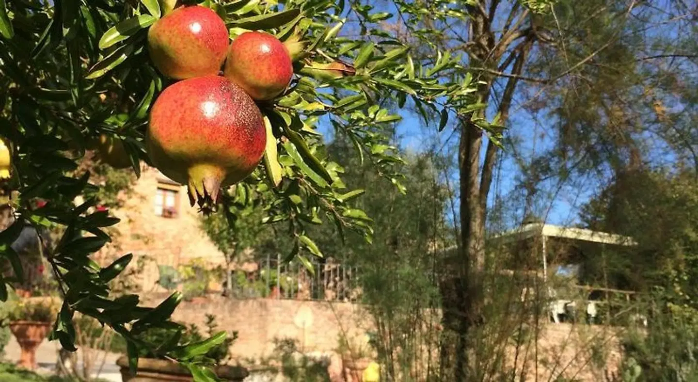 Podere Il Pero LANDSCAPE