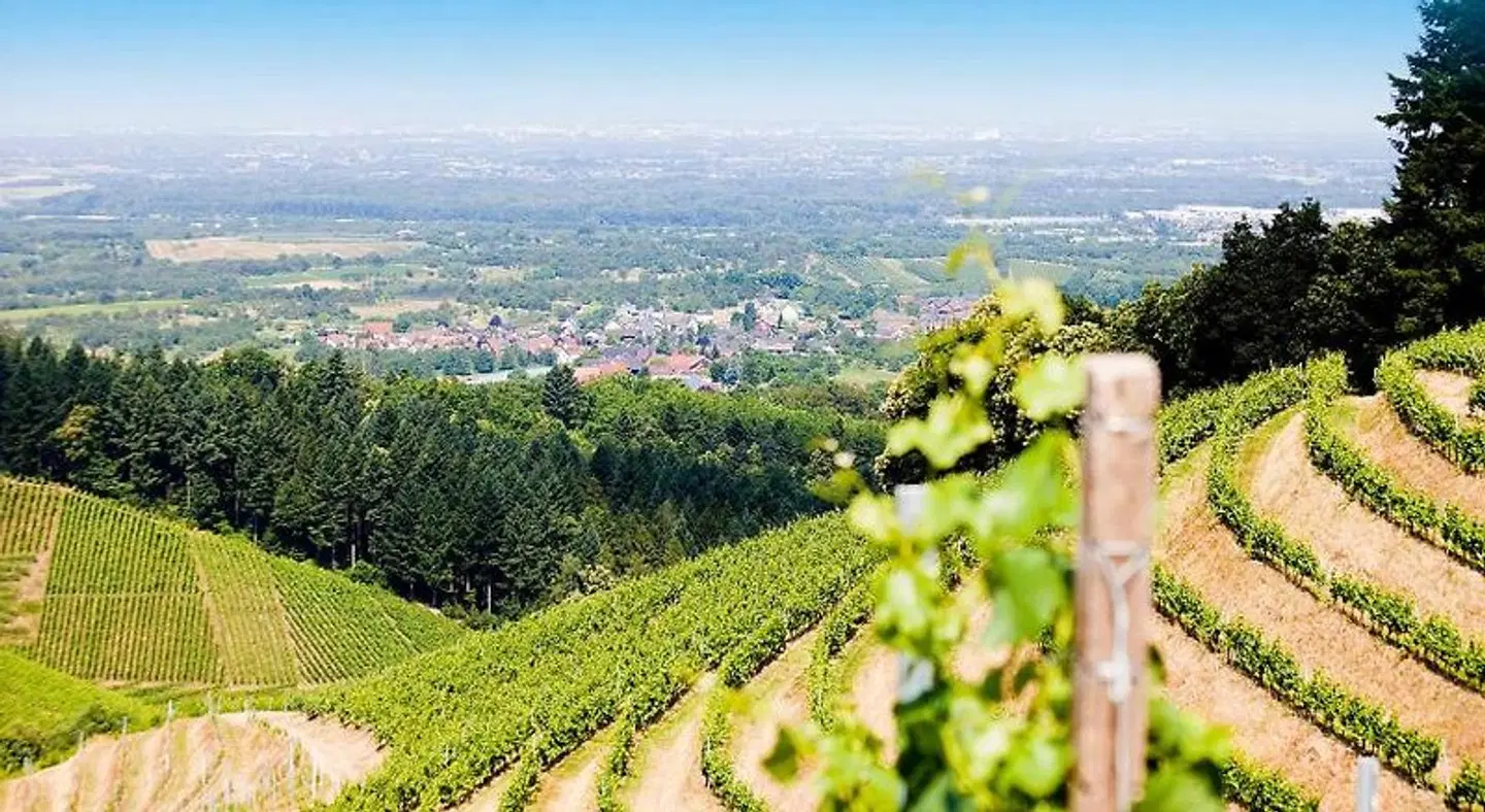 Engel LANDSCAPE