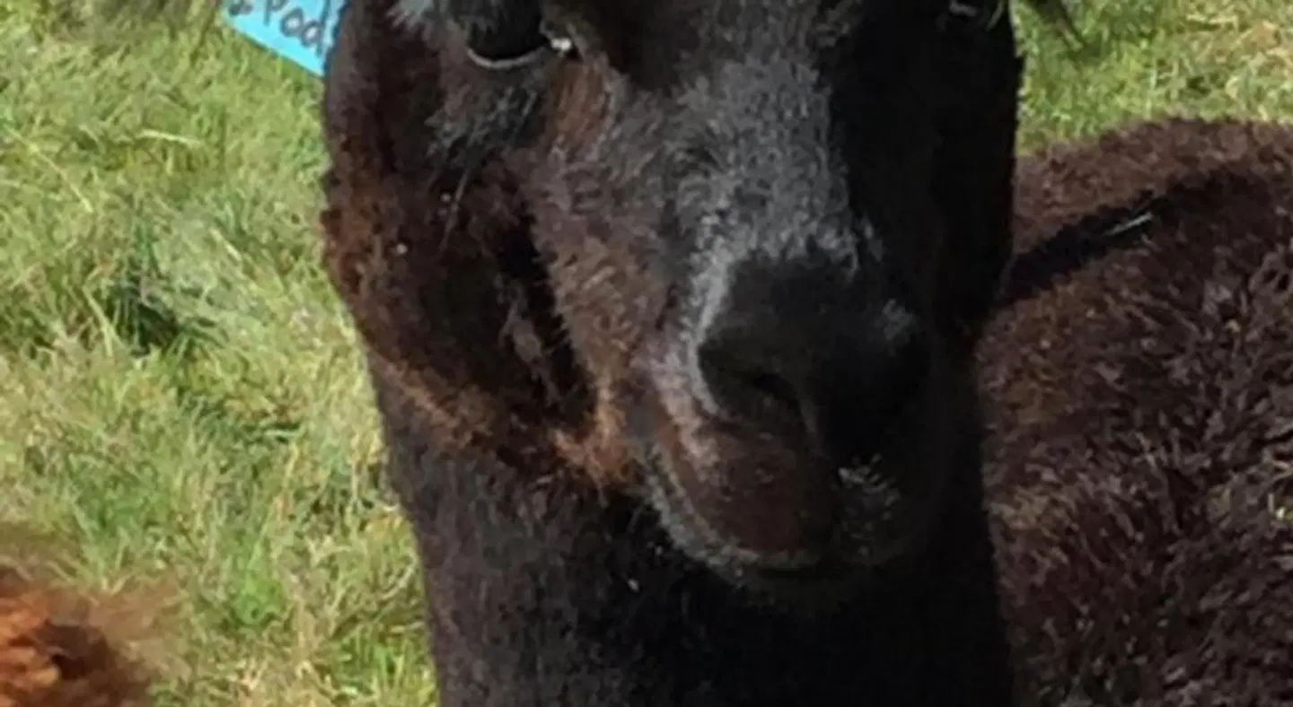 Ruapehu Country Lodge Tiere