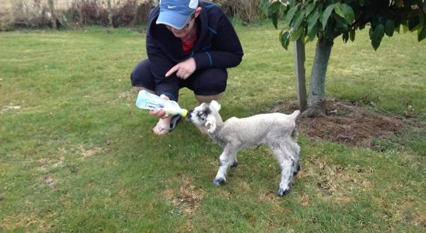 Ruapehu Country Lodge Tiere