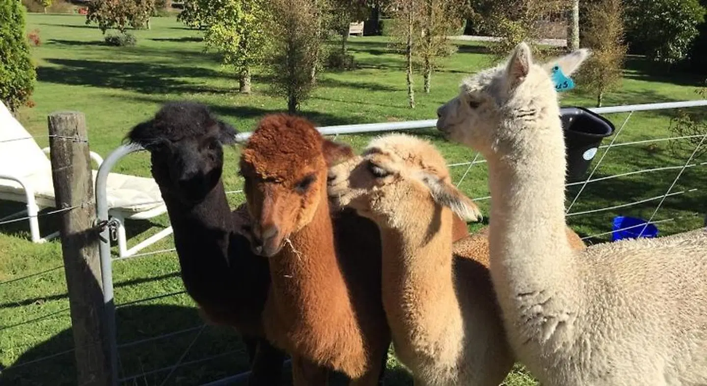 Ruapehu Country Lodge Tiere