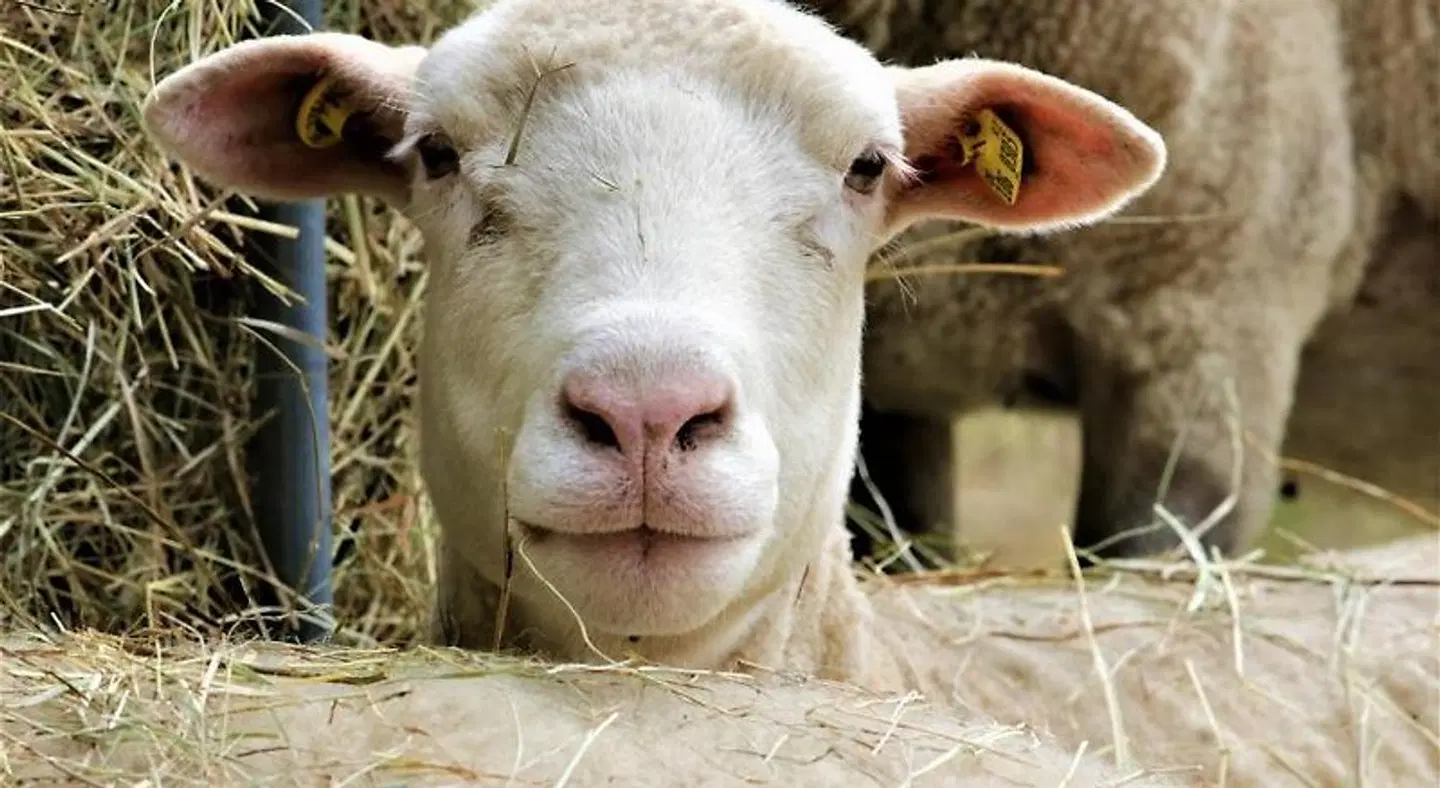 Fortuna Tiere