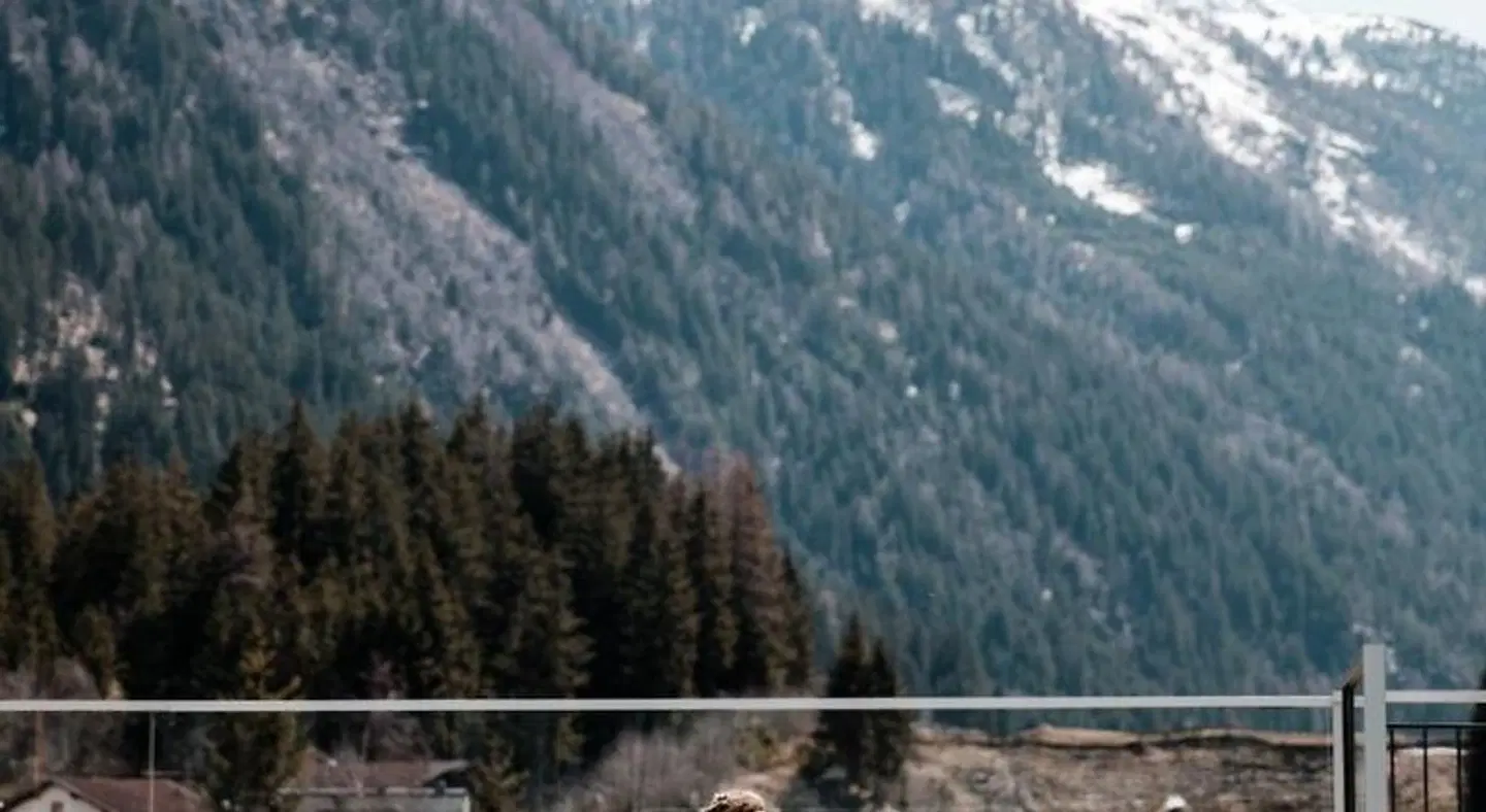 Hotel Weisseespitze Tiere