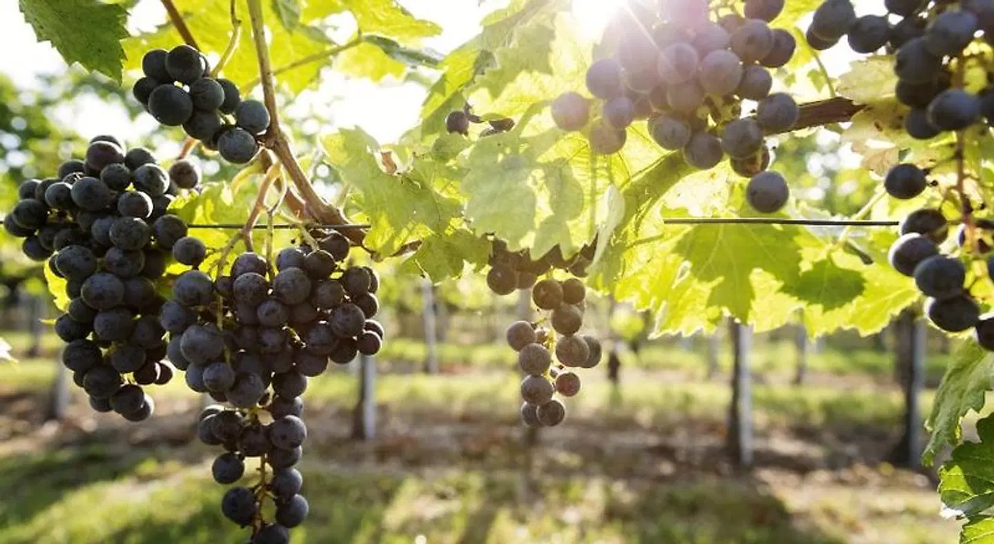 Weingut & Gästezimmer Edelmann Tiere