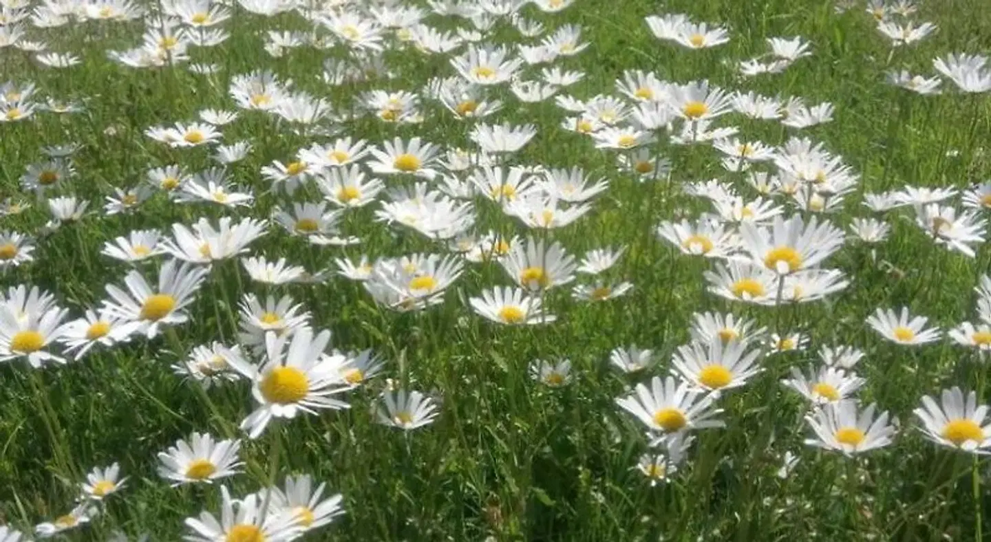 Wachmann Garten