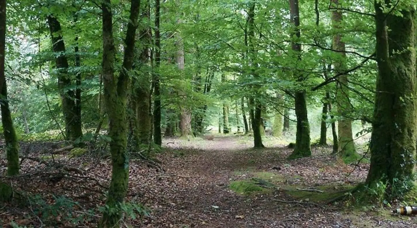 Deerbrook House B&B Garten