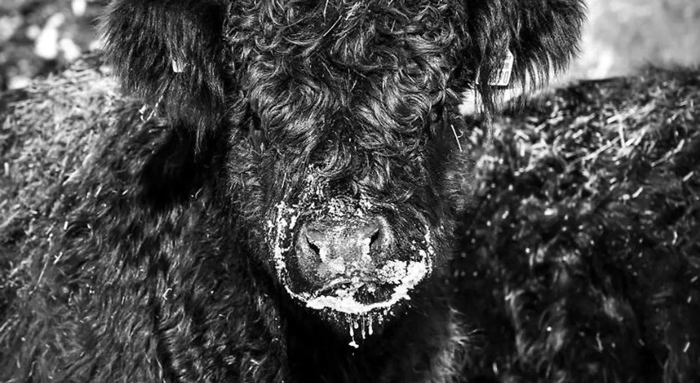 Altes Posteck Tiere
